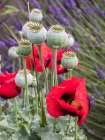 Red poppies and seed heads and lavender at a lavender farm in Sequim-Washington State Art Print